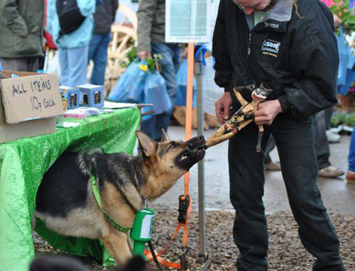 karla tugging a toy doll with her owner Mark