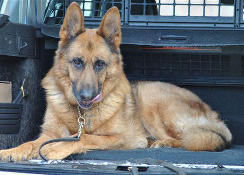 scooby the gsd in the back of the car licking his lips