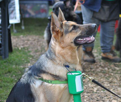 karla the gsd sitting with a fundraising tin around her neck
