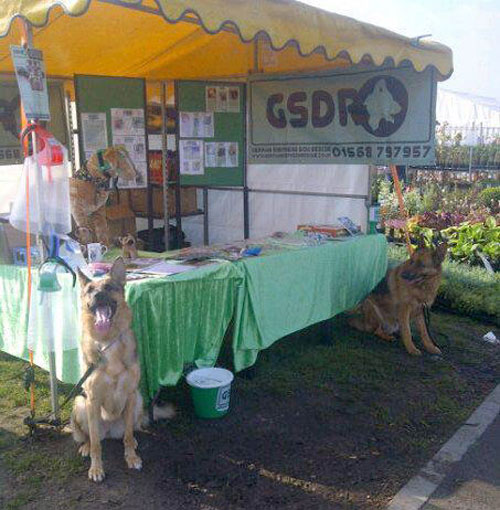 two german shepherds on the GSDR stand