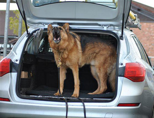 scooby in the back of an estate car