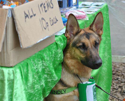 karla the gsd with fundraising tin around her neck