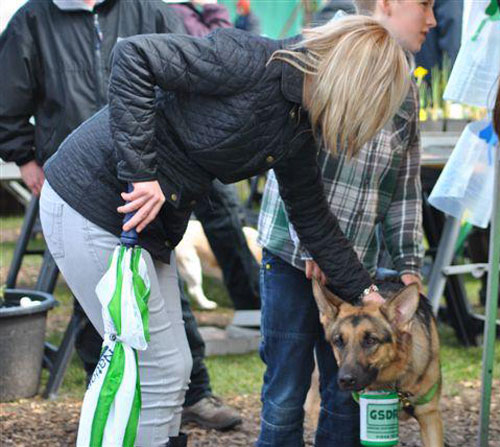 karla the gsd being patted by a visitor