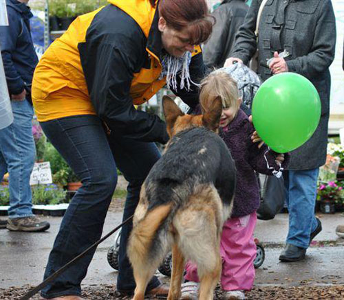 karla the gsd saying hello to a young child at the show