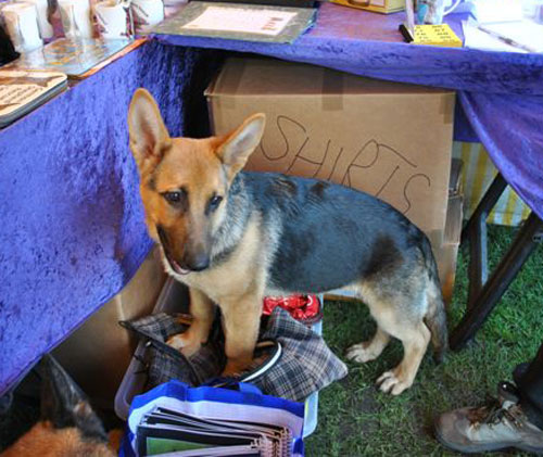 ollie mears gsd puppy