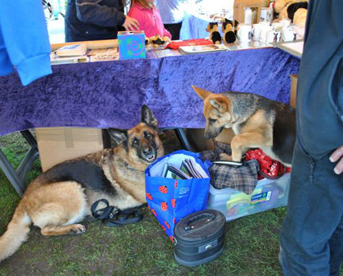 ollie murs gsd puppy and tigs gsd