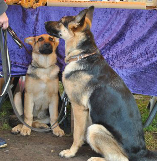 gsd puppy and his mum