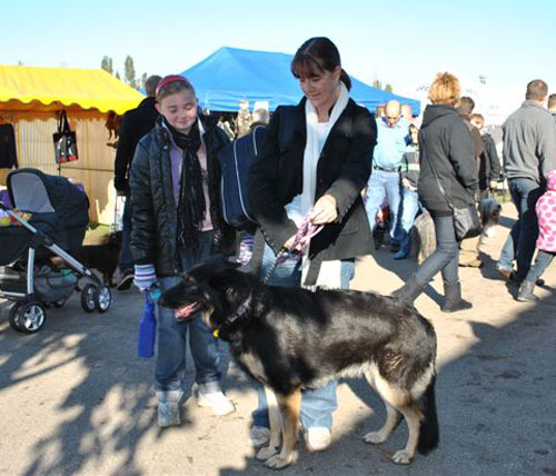 volunteer with her gsd