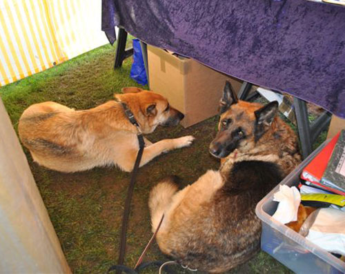 tigs and magoo gsd's lying down