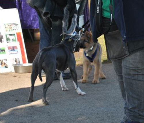 ollie murs gsd puppy meeting a boxer dog