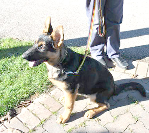 logan gsd puppy