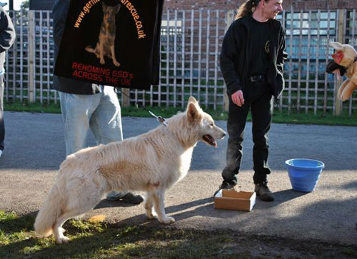 balde white gsd on the GSDR stand