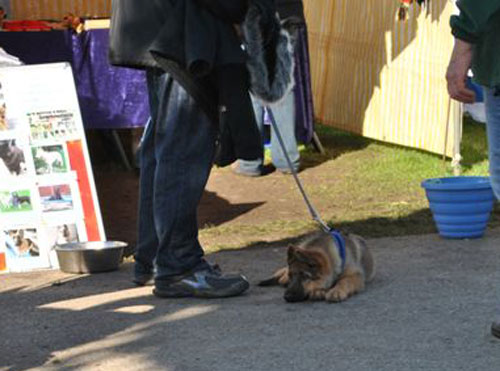 ollie murs gsd puppy very tired now