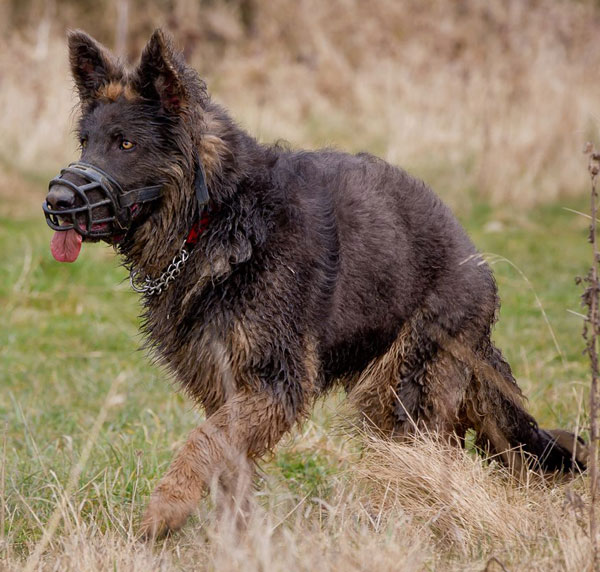 a beautiful liver and blue german shepherd 
