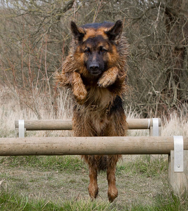 german shepherd jumping over the bar