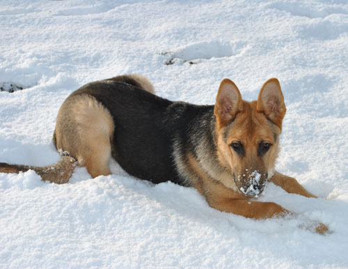 olly murrs playing in the snow