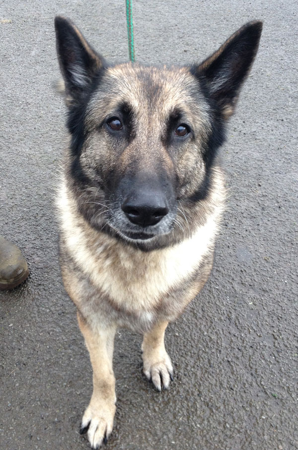 padge homeless german shepherd