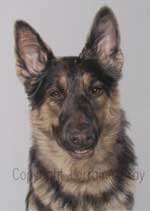 pet portrait