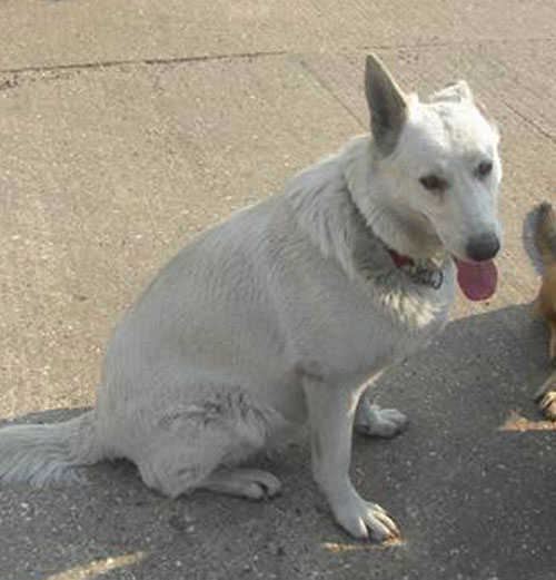 petra white gsd