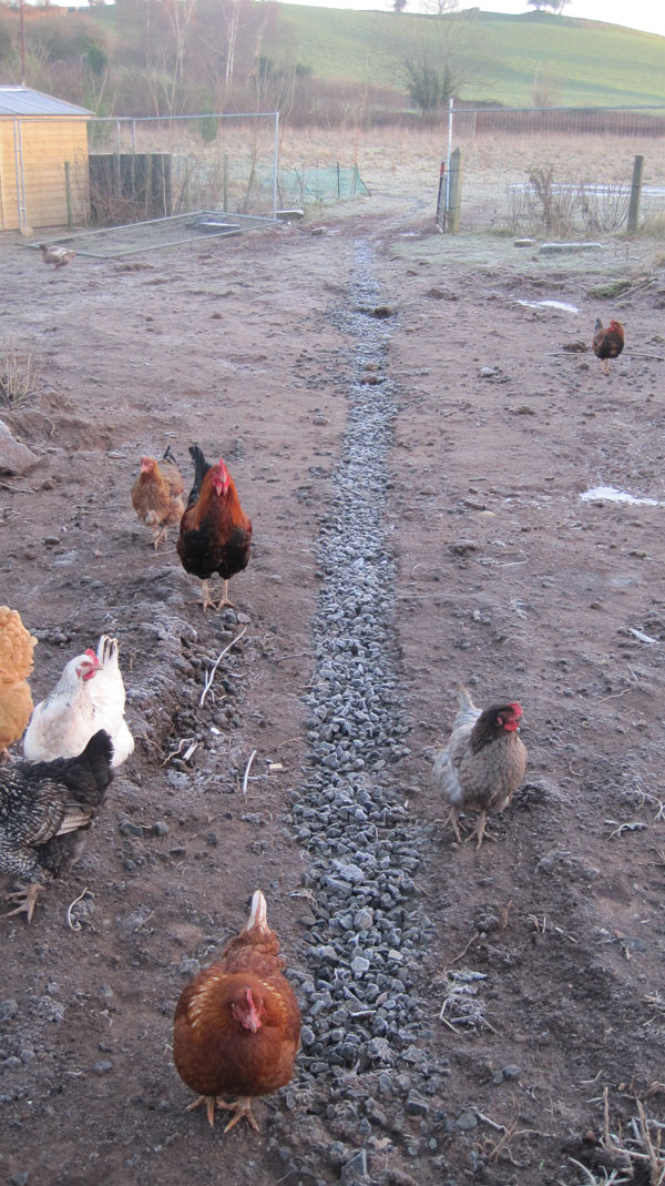 field drainage for rescue kennels