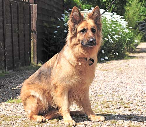 phoebe gsd