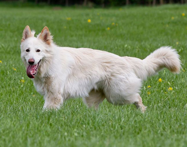 white german shepherd picture of health