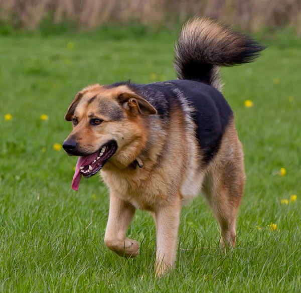 german shepherd loving his walk