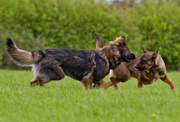 two german shepherds playing