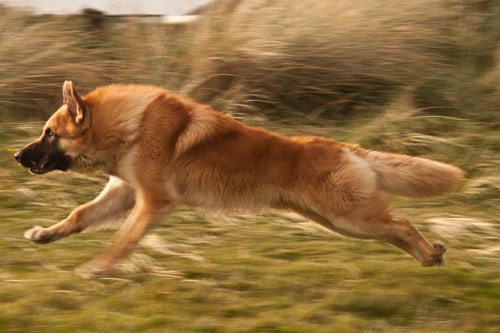 german shepherd running and jumping
