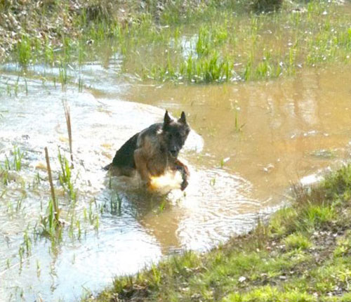 german shepherd in muddy water