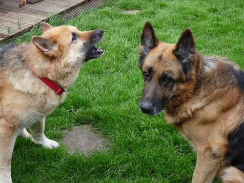 female german shepherd nagging her male friend