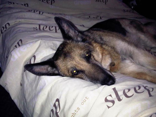 german shepherd sleepiong on a duvet