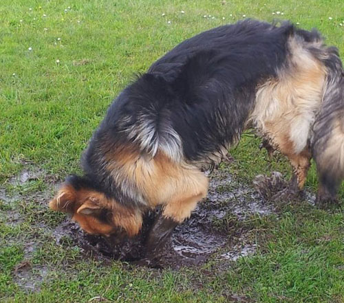 a very muddy german shepherd