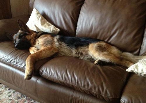german shepherd stretched out on the sofa