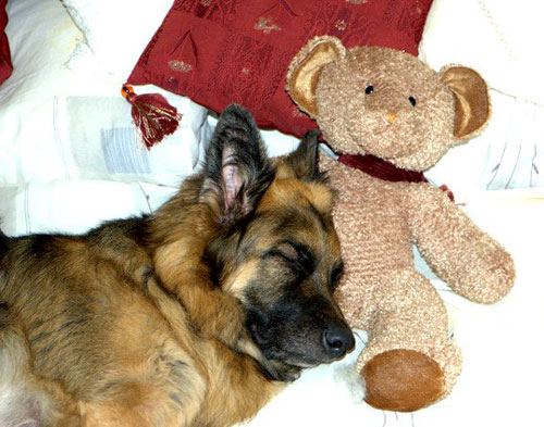 german shepherd asleep with his teddy bear