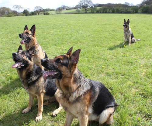 german shepherds all sitting to attention