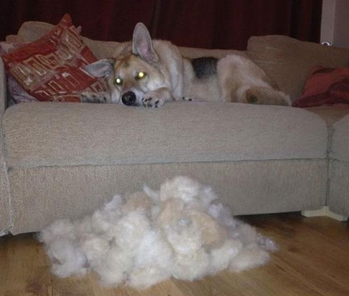 german shepherd having his loose hair brushed out