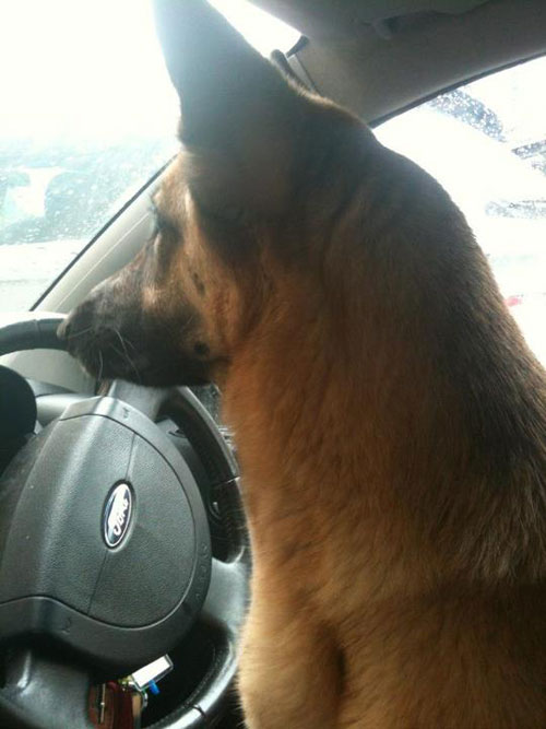 german shepherd sitting behind the steering wheel of a car