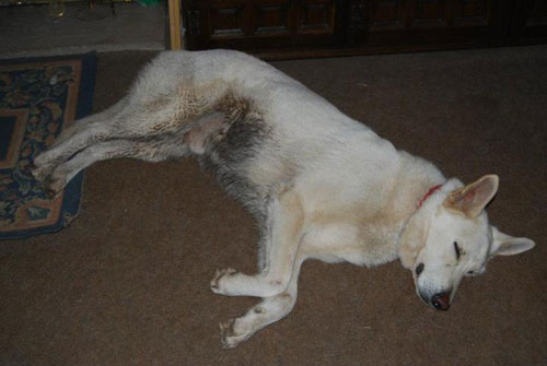 a very muddy white german shepherd