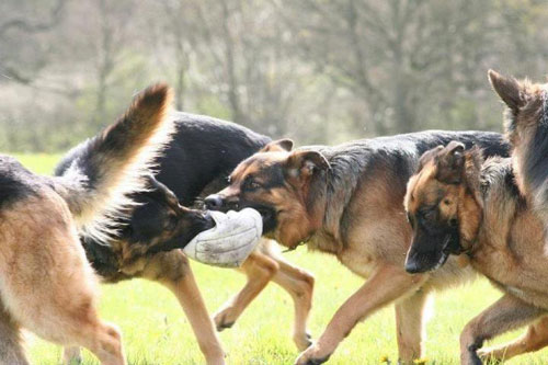 german shepherds playing football