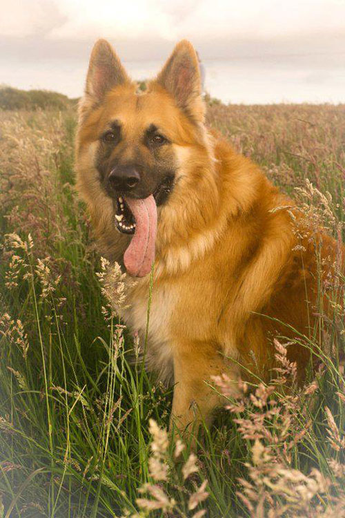 a very handsome german shepherd