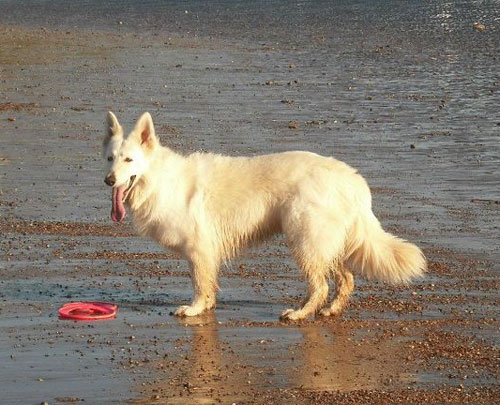 pippa white german shepherd on the beach