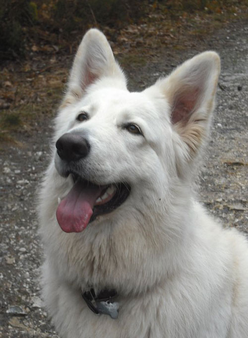 pippa white gsd