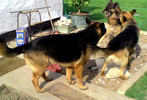 playtime for 3 gsd's