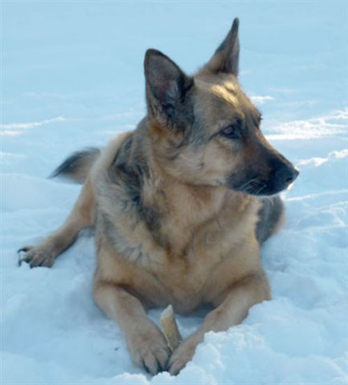 polly the german shepherd in the snow