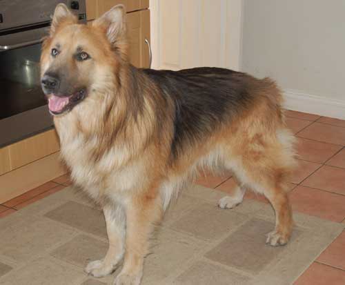 pompey beautiful big long coat gsd