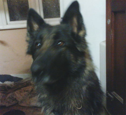 poppy abadoned gsd