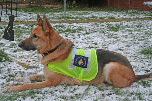 german shepherd wearing GSDR coat