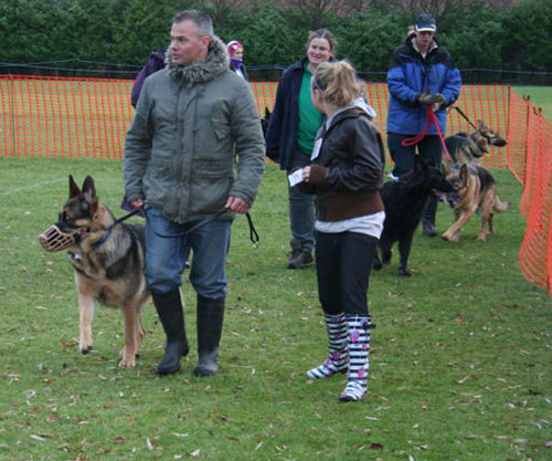 german shepherds parading round the ring 