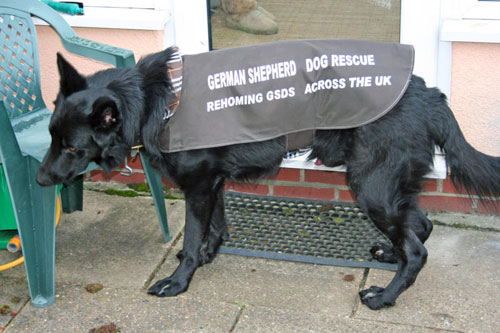 black german shepherd wearing a rescue jacket 